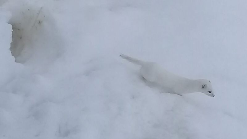 Efsanevi Beyaz Gelincik görüntülendi! Aç kalınca köye indi - Resim: 2