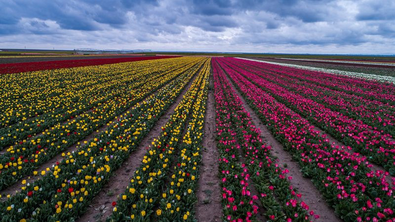 Konya Ovası'nda turistler fotoğraf için sıraya giriyor - Resim: 2