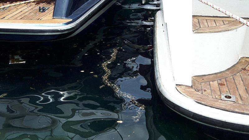 Datça'da balıkçılar tarafından ilk kez görüldü şaşırtan deniz canlısı - Resim: 4