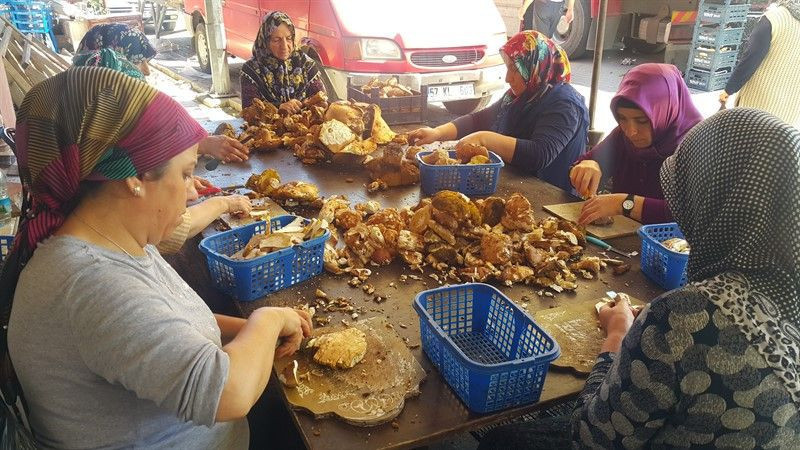 Ayda 40 bin lira kazanıyorlar! Yurtdışına satıyorlar - Resim: 3