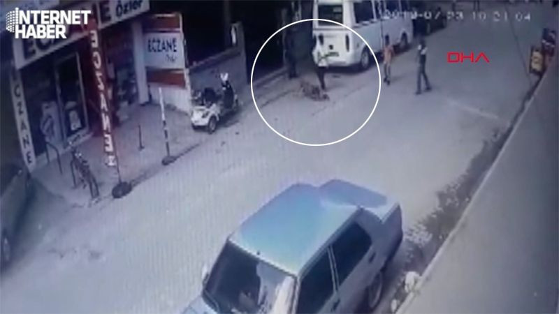 Adana'da hamile kediyi Pitbull'a parçalattılar twitter ayağa kalktı - Resim: 4