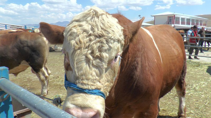 Kurbanlığı doğru seçmezseniz dinen geçersiz olur! Kurbanlık için önemli bilgi - Resim: 1