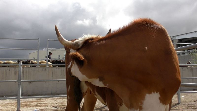 Kurbanlığı doğru seçmezseniz dinen geçersiz olur! Kurbanlık için önemli bilgi - Resim: 2