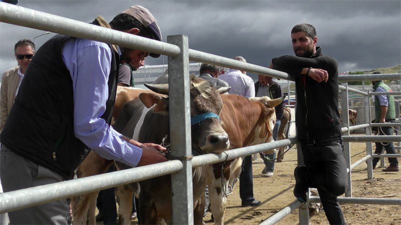 Kurbanlığı doğru seçmezseniz dinen geçersiz olur! Kurbanlık için önemli bilgi - Resim: 3