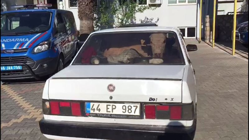 Kaçan arabadan iki inek çıktı jandarmayı dumur eden olay - Resim: 1