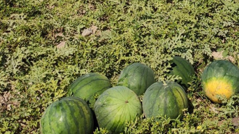 Tohumunun nereden geldiği bilinmiyor! Güreş karpuzu 6 ay bozulmuyor - Resim: 1