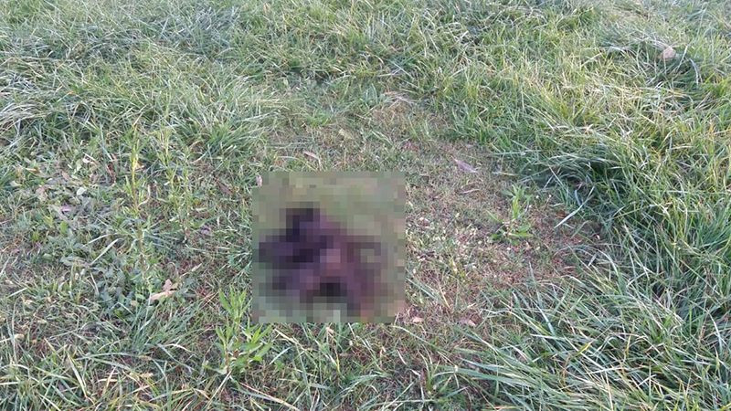 Bursa'da 6 parçaya ayrılmış köpek ölüsüyle ilgili satanist ayini iddiası - Resim: 3