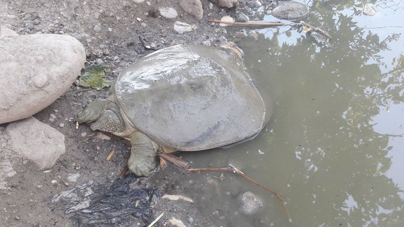 Adıyaman'da balıkçılar buldu üniversiteden yetkililer köye gelip inceledi - Resim: 3