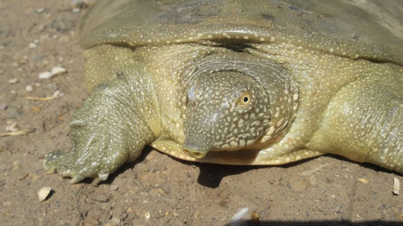 Adıyaman'da balıkçılar buldu üniversiteden yetkililer köye gelip inceledi - Resim: 4