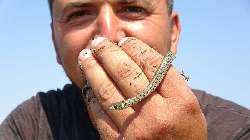 Uluabat Gölü'nde görüldü halk 'depremin habercisi' olarak yorumladı - Resim: 1