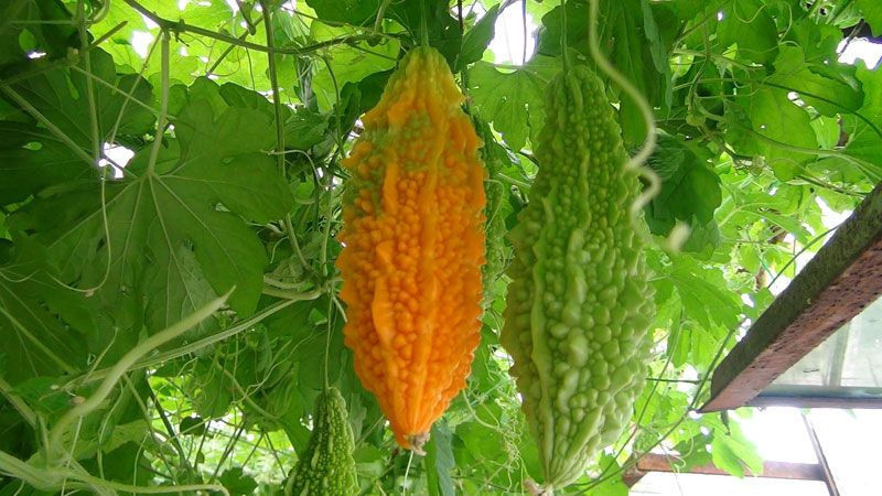 Antalya'da işsiz kalınca bahçesine serasını kurdu hayatı değişti - Resim: 2