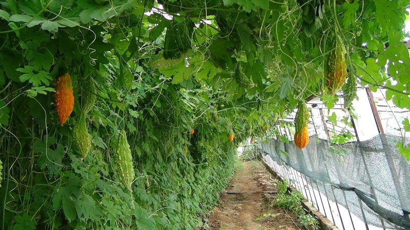 Antalya'da işsiz kalınca bahçesine serasını kurdu hayatı değişti - Resim: 3