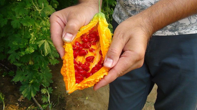 Antalya'da işsiz kalınca bahçesine serasını kurdu hayatı değişti - Resim: 1