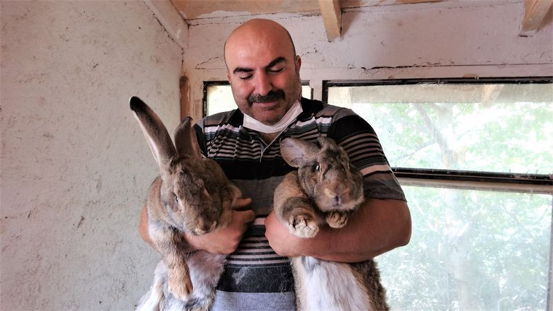 Tokat'ta dev tavşanları görenler şaşkına döndü! Fiyat ise dudak uçuklattı - Resim: 1