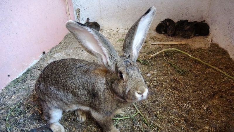 Tokat'ta dev tavşanları görenler şaşkına döndü! Fiyat ise dudak uçuklattı - Resim: 3