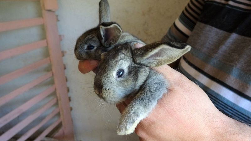 Tokat'ta dev tavşanları görenler şaşkına döndü! Fiyat ise dudak uçuklattı - Resim: 2