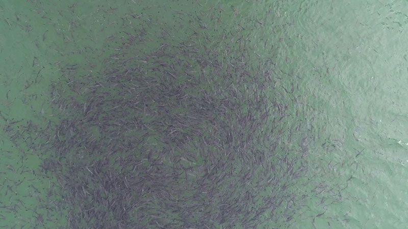 Erzurum'da baraj gölündeki balıkların kümeler halinde durmasının nedeni ortaya çıktı - Resim: 1