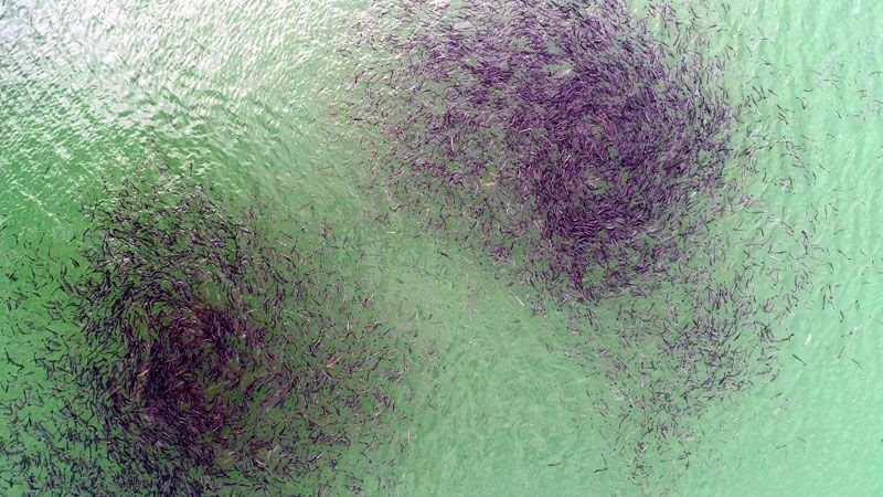 Erzurum'da baraj gölündeki balıkların kümeler halinde durmasının nedeni ortaya çıktı - Resim: 4