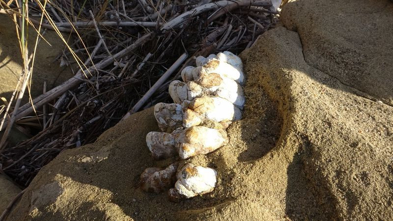 Çanakkale'de sahilde balıkçılar buldu 9 milyon yaşında! Görenler hayret etti - Resim: 3