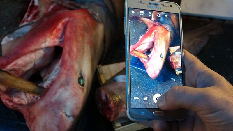 Mersin'de yakalandı 5 metre uzunluğunda balıkçılar 5 saatte çıkarabildi - Resim: 1