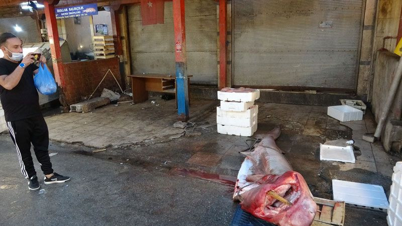 Mersin'de yakalandı 5 metre uzunluğunda balıkçılar 5 saatte çıkarabildi - Resim: 3