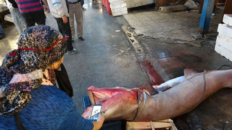 Mersin'de yakalandı 5 metre uzunluğunda balıkçılar 5 saatte çıkarabildi - Resim: 4