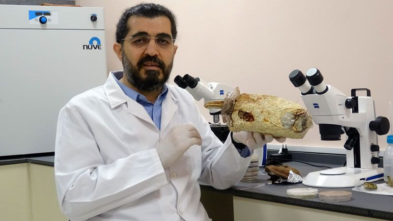 Düzce Üniversitesi'nde 'ölümsüzlük mantarını' ürettiler üretici ilk parasını kazandı - Resim: 4