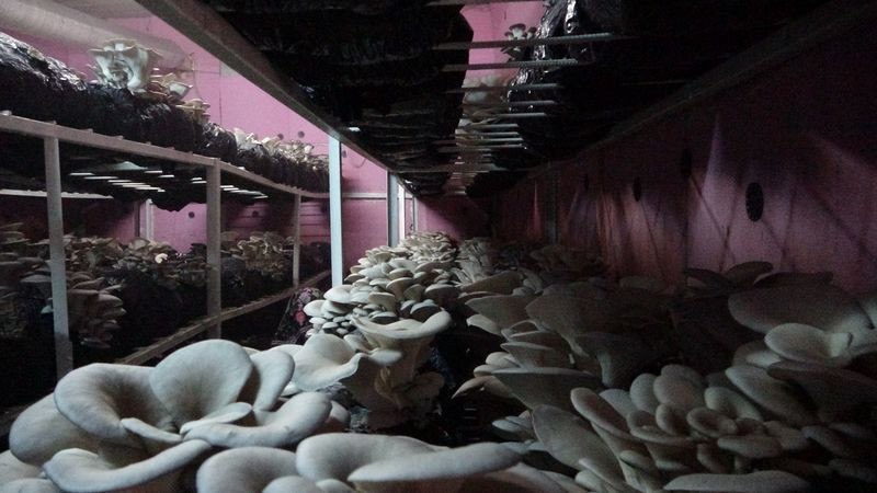 Adana'da dükkanı kapatıp başladığı işte paraya para demiyor! Evin bodrumunda üretiyor - Resim: 2