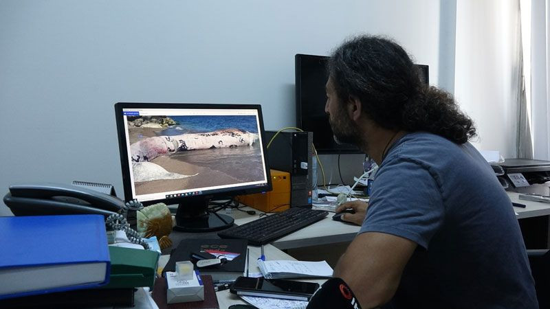 Mersin'de sahile vuran dev balinanın ölüm nedeni belli oldu otopsi sonuçları açıklandı - Resim: 2
