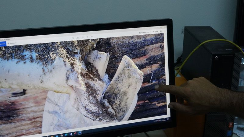 Mersin'de sahile vuran dev balinanın ölüm nedeni belli oldu otopsi sonuçları açıklandı - Resim: 3