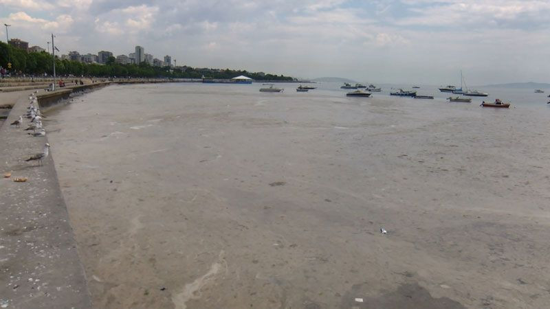 Caddebostan'da deniz salyasının arasında suya giren genç: Salyalar aynı maske gibi yapışıyor - Resim: 4