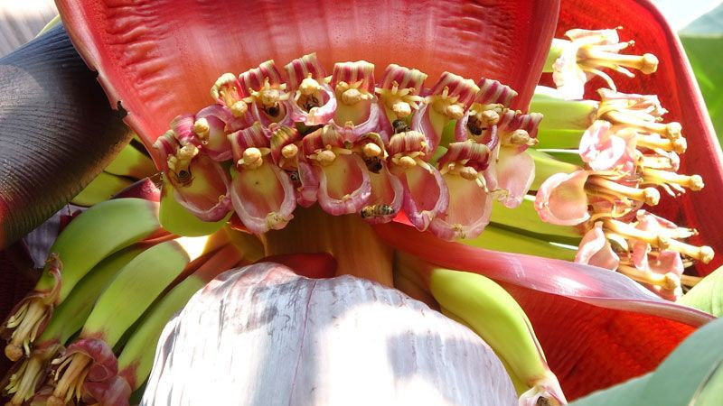 Mersin Erdemli'de 6 yeni muz çeşidi geliştirildi domates serasında yetişecek - Resim: 3