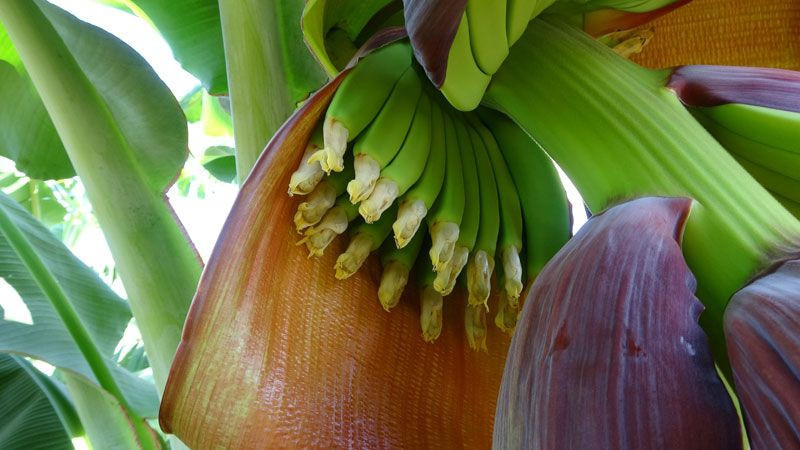 Mersin Erdemli'de 6 yeni muz çeşidi geliştirildi domates serasında yetişecek - Resim: 4