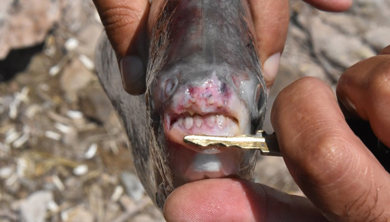 Kızılırmak'ta pirana dehşeti! Son 20 günde 3. kez... - Resim: 4