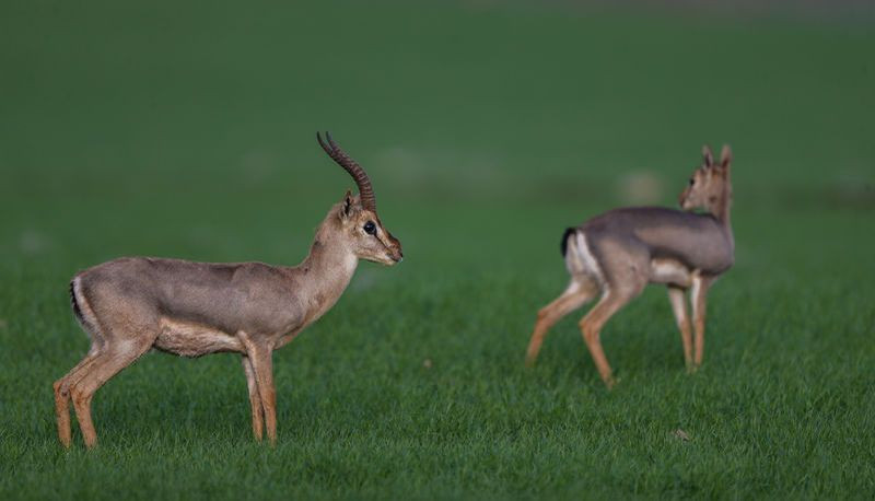 Hatay'da görüntülendi! Dünyada kırmızı listede - Resim: 3