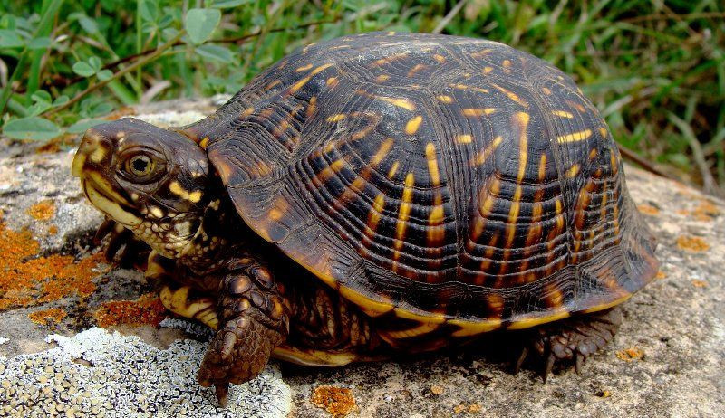 Bilim insanlarından şaşırtan keşif! Kendi cinsiyetlerini kendileri belirliyor - Resim: 1