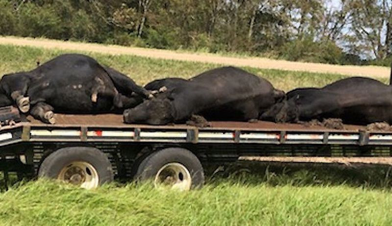 Sürü halinde geldiler sivrisinekler yüzlerce inek, at ve geyiği öldürdü - Resim: 4