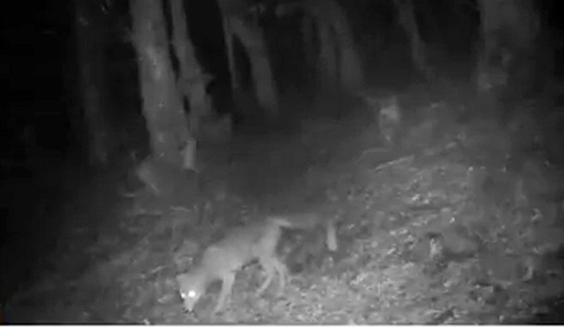 Karadeniz'de PKK'lı teröristlerin belalısı oldu - Resim: 1