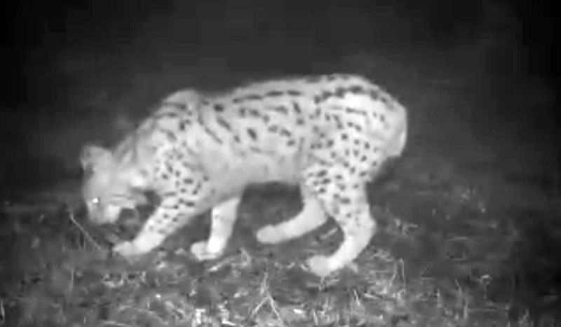 Karadeniz'de PKK'lı teröristlerin belalısı oldu - Resim: 2