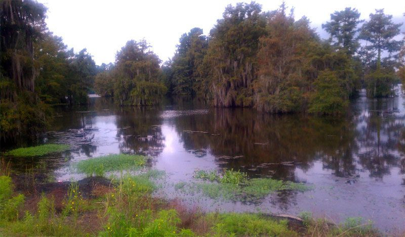 ABD'de 320 kilo ağırlığında dev bir timsah bulundu - Resim: 2