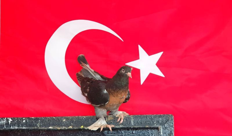 Saddam Hüseyin’in de beslediği güvercinin fiyatı dudak uçuklattı! Aylık masrafı 2 bin lira - Resim: 3