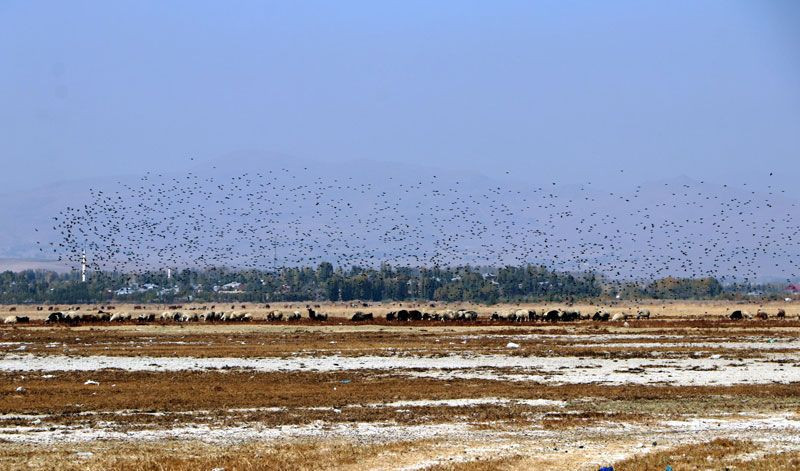 Van Gölü'nde sular çekildi tarihi kale ortaya çıktı - Resim: 4