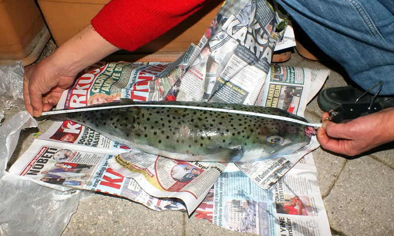 Hint okyanusundan geldiler Ege ve Marmara'da büyük tehlike - Resim: 4