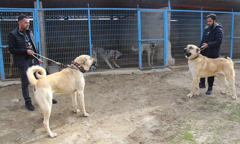 Elazığ'da 50 bin TL'yi elinin tersiyle itti hobisini işe çevirdi! - Resim: 4