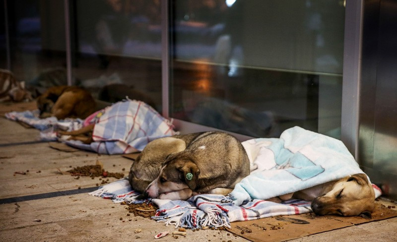 Herkes alkışladı! AVM köpeklere bakın ne yaptı? - Resim: 4