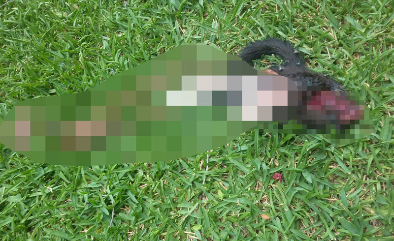 Sahibinin saldırttığı pitbull 3 kediyi parçaladı - Resim: 4