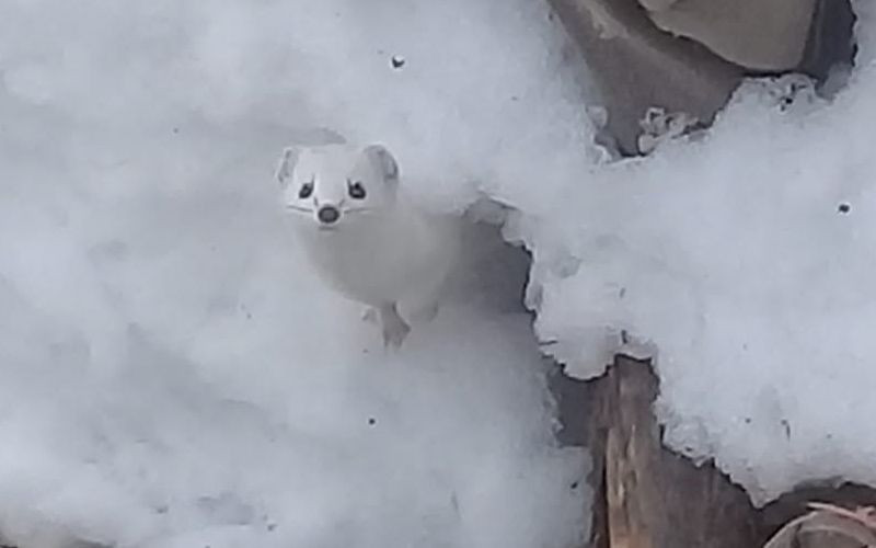 Efsanevi Beyaz Gelincik görüntülendi! Aç kalınca köye indi - Resim: 4
