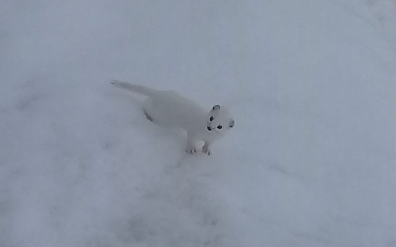 Efsane deniyordu 'Beyaz gelincik' işinin aslına çok şaşıracaksınız - Resim: 2