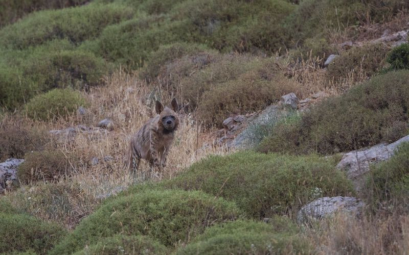 Hatay'da görüntülendi! Dünyada kırmızı listede - Resim: 4