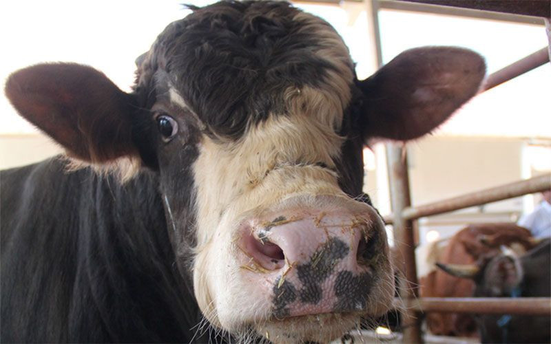 Kurbanlığı doğru seçmezseniz dinen geçersiz olur! Kurbanlık için önemli bilgi - Resim: 4